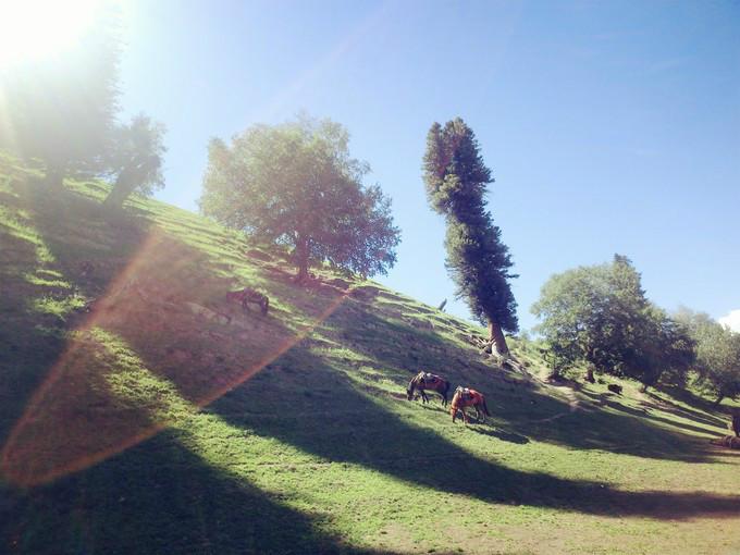 关于新疆的资料，新疆——有生之年，必来之地