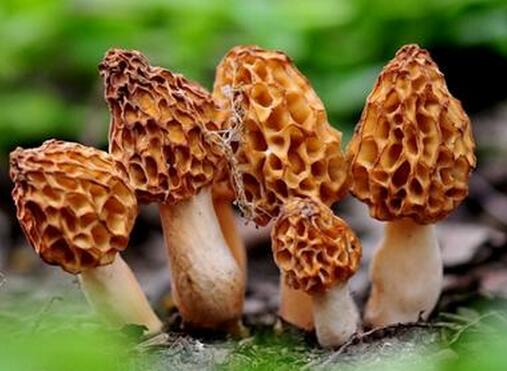 羊肚菌怎么吃法，羊肚菌的做法有哪些