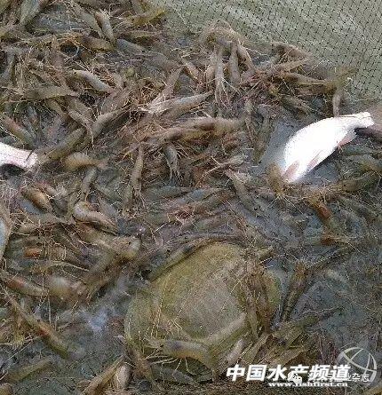 罗氏沼虾养殖条件，罗氏虾正确养殖方法（不妨试试罗氏沼虾与中华鳖生态混养）