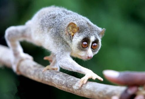 靓女怎么读,靓女是什么意思(你好 有一种"猴"叫"雷猴")