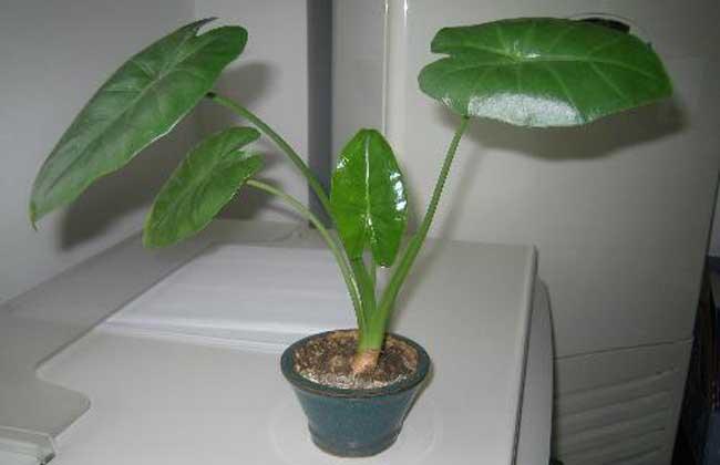 滴水观音开花图片，滴水观音开花好不好（滴水观音开花结果预兆）