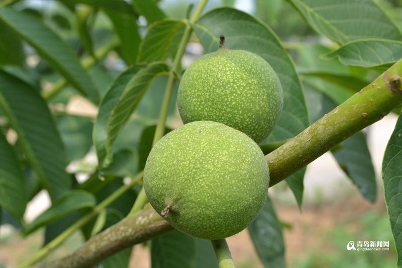 中国核桃产地有哪些地方，最好的核桃产地是哪儿（实拍青岛最大核桃产地）