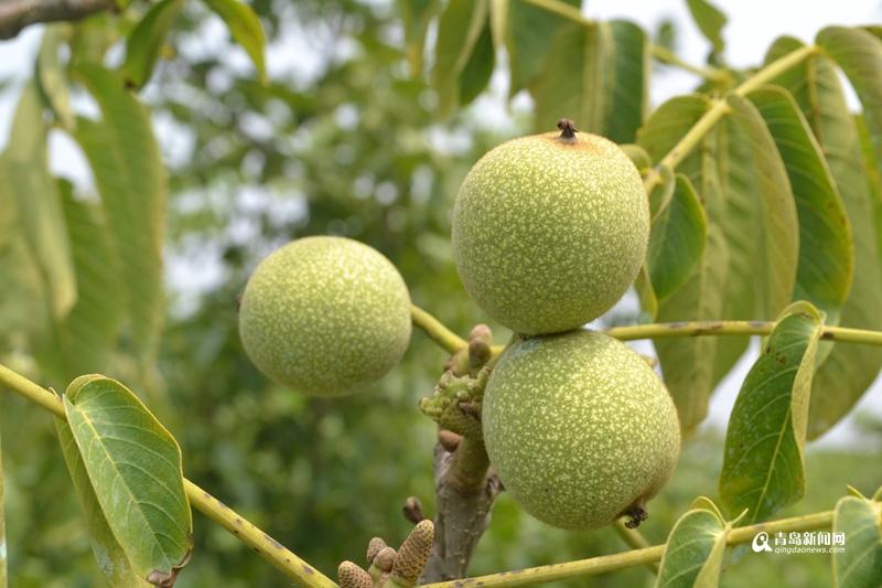 中国核桃产地有哪些地方，最好的核桃产地是哪儿（实拍青岛最大核桃产地）