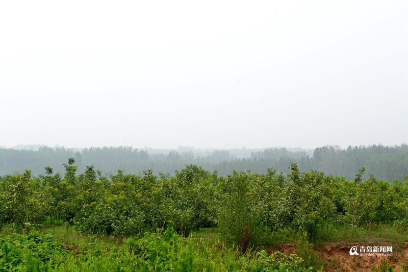 中国核桃产地有哪些地方，最好的核桃产地是哪儿（实拍青岛最大核桃产地）