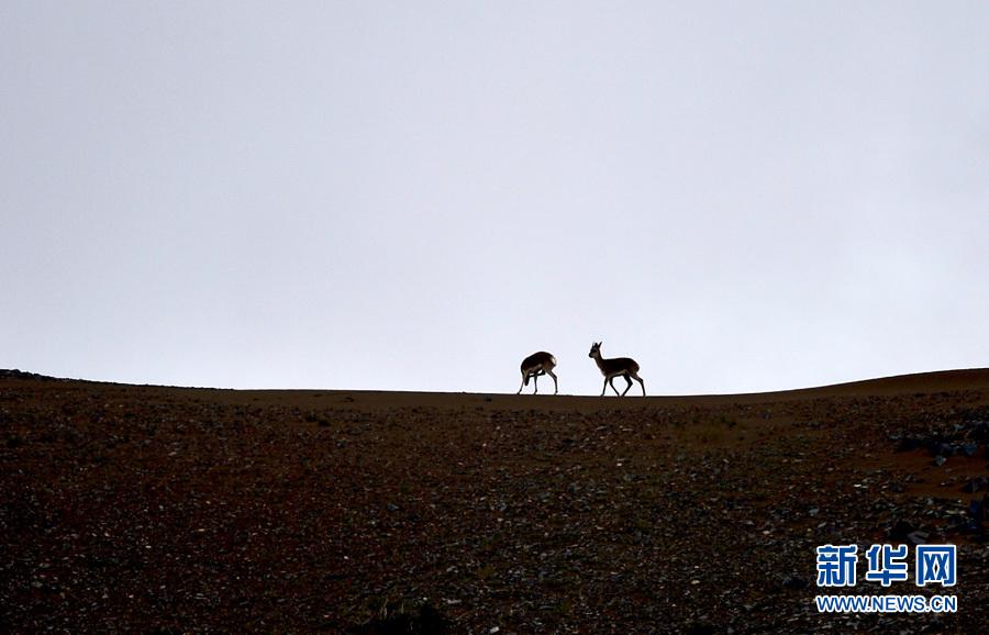 可可西里在哪里，中国青海省可可西里正式列入世界遗产名录