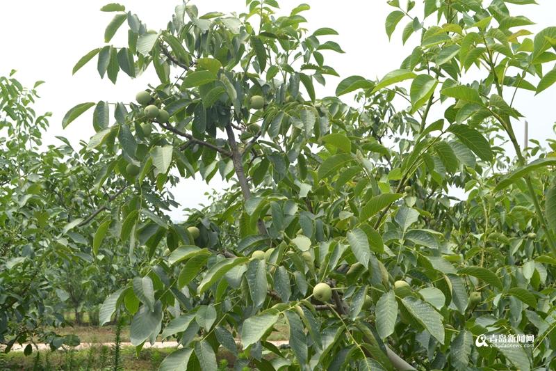 中国核桃产地有哪些地方，最好的核桃产地是哪儿（实拍青岛最大核桃产地）