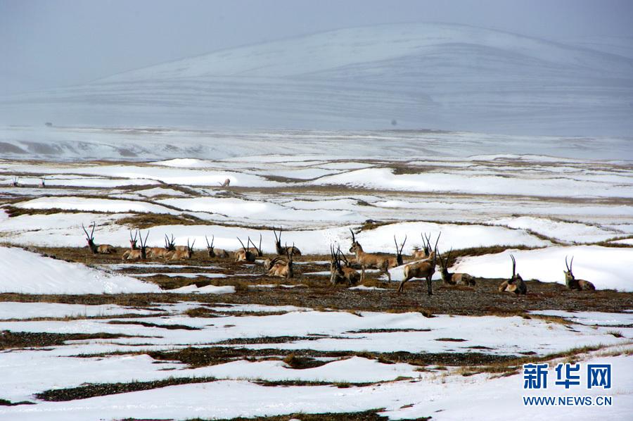可可西里在哪里，中国青海省可可西里正式列入世界遗产名录