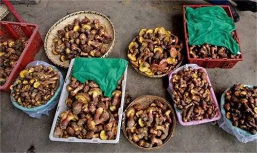 扫把菌怎么做好吃，扫把菌怎么洗（盘点最常吃的野生“界儿”）