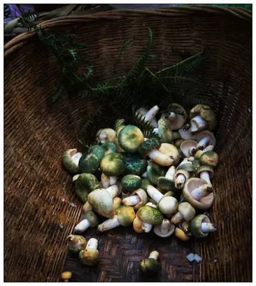 扫把菌怎么做好吃，扫把菌怎么洗（盘点最常吃的野生“界儿”）