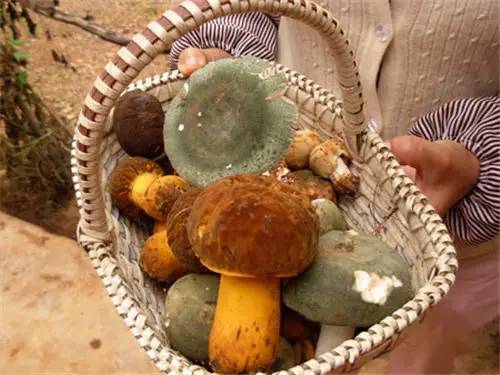 扫把菌怎么做好吃，扫把菌怎么洗（盘点最常吃的野生“界儿”）