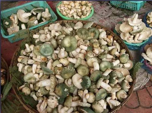 扫把菌怎么做好吃，扫把菌怎么洗（盘点最常吃的野生“界儿”）