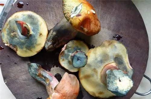 扫把菌怎么做好吃，扫把菌怎么洗（盘点最常吃的野生“界儿”）