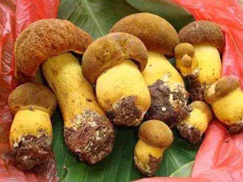 扫把菌怎么做好吃，扫把菌怎么洗（盘点最常吃的野生“界儿”）