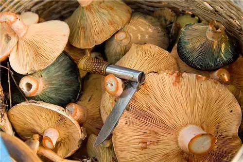扫把菌怎么做好吃，扫把菌怎么洗（盘点最常吃的野生“界儿”）
