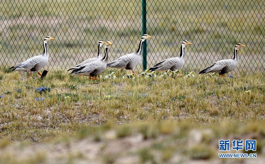 可可西里在哪里，中国青海省可可西里正式列入世界遗产名录