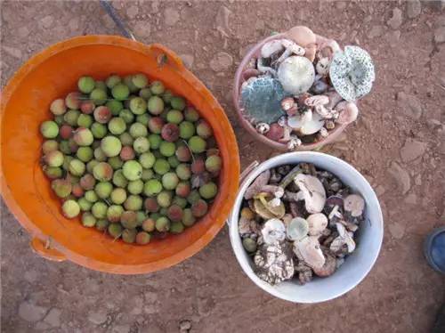 扫把菌怎么做好吃，扫把菌怎么洗（盘点最常吃的野生“界儿”）