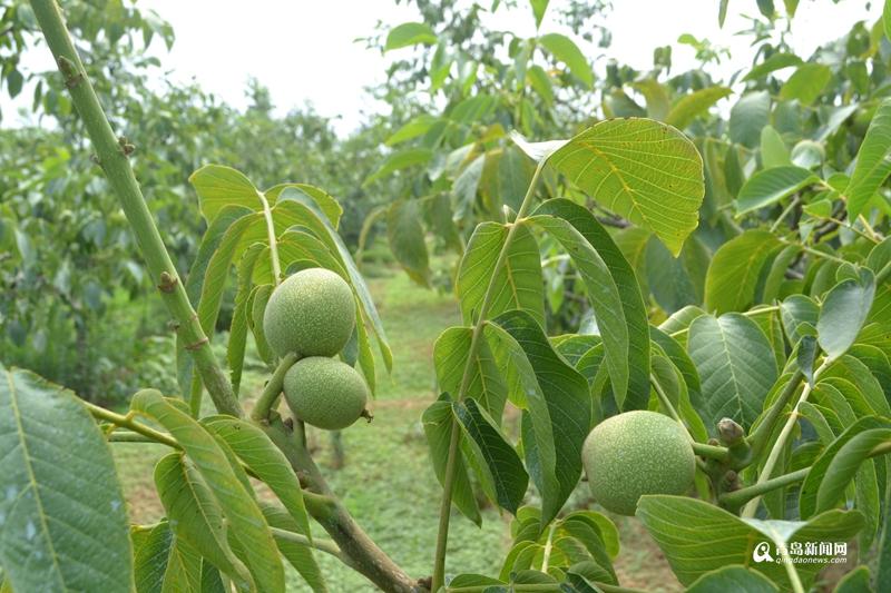 中国核桃产地有哪些地方，最好的核桃产地是哪儿（实拍青岛最大核桃产地）