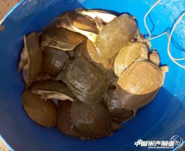 罗氏沼虾养殖条件，罗氏虾正确养殖方法（不妨试试罗氏沼虾与中华鳖生态混养）