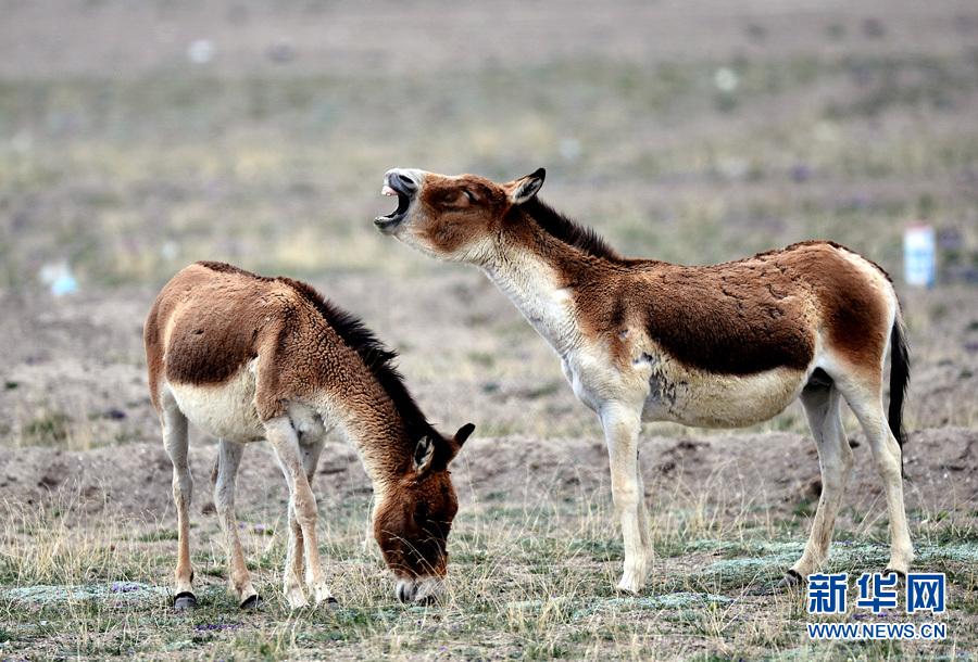 可可西里在哪里，中国青海省可可西里正式列入世界遗产名录