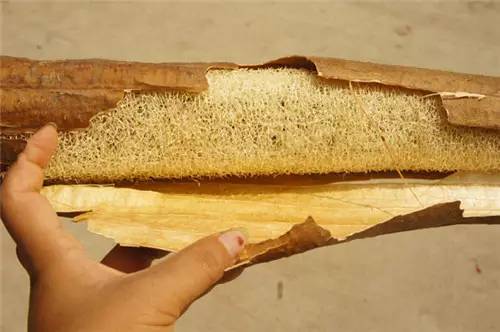 扫把菌怎么做好吃，扫把菌怎么洗（盘点最常吃的野生“界儿”）