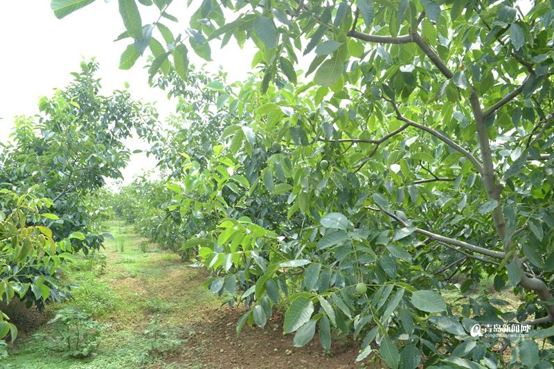 中国核桃产地有哪些地方，最好的核桃产地是哪儿（实拍青岛最大核桃产地）