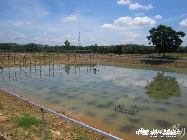 罗氏沼虾养殖条件，罗氏虾正确养殖方法（不妨试试罗氏沼虾与中华鳖生态混养）