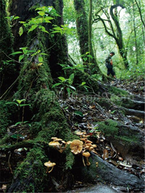 扫把菌怎么做好吃，扫把菌怎么洗（盘点最常吃的野生“界儿”）