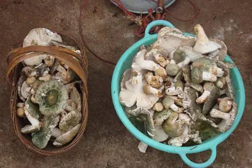 扫把菌怎么做好吃，扫把菌怎么洗（盘点最常吃的野生“界儿”）