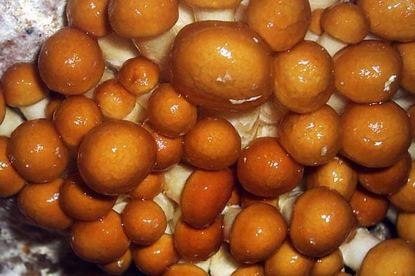 滑子菇的功效与作用，滑子菇的功效与作用及食用方法（十大野生菌排名）