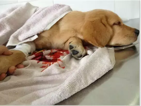 狗狗拉肚子怎么办，狗狗腹泻怎么办（狗狗拉稀的7大常见原因及治疗方法）