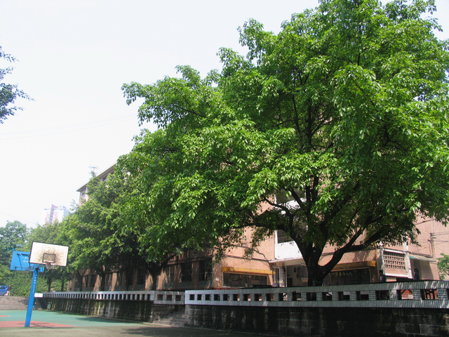 巴蜀中学初中录取线是多少分，巴蜀中学录取线是多少分（2017重庆各重点高中录取线大汇总）