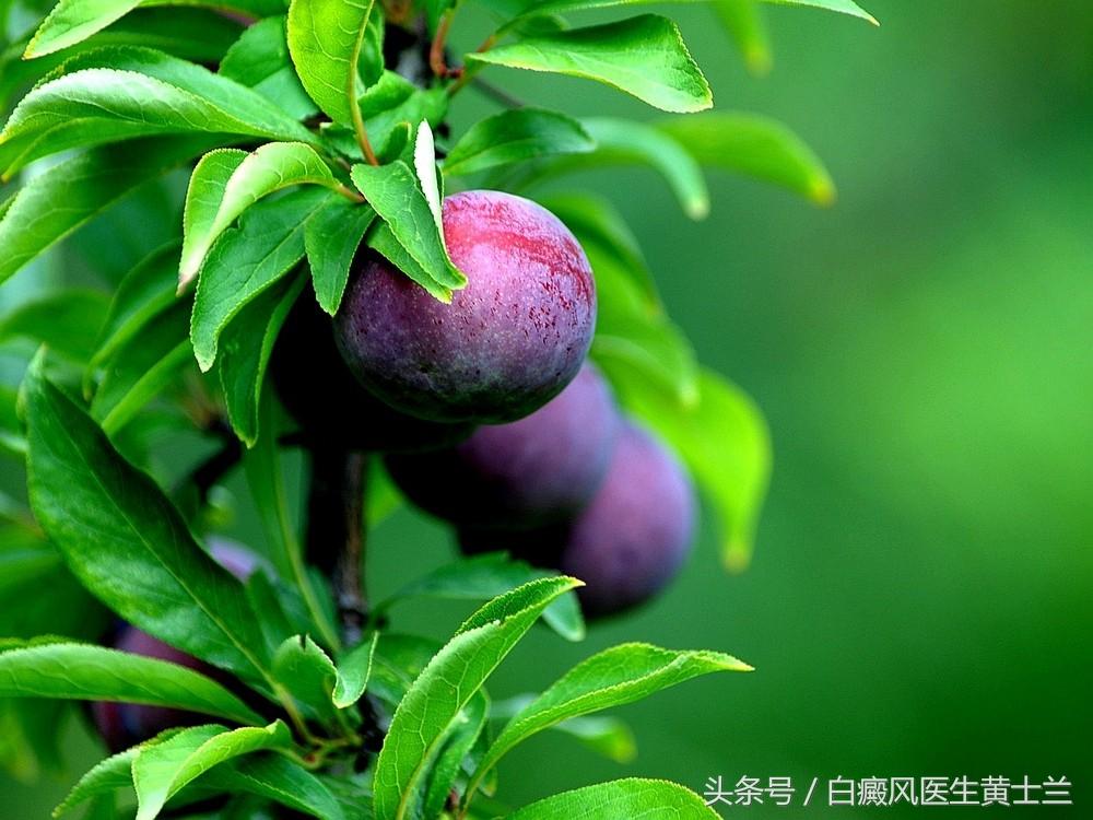 李子的功效和作用，李子的功效和作用孕妇（没想到身体居然发生了这样的变化）