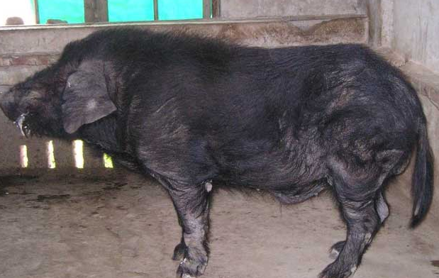 广东大花白猪和蓝塘猪哪个肉质好，盘点中国各省地方猪品种