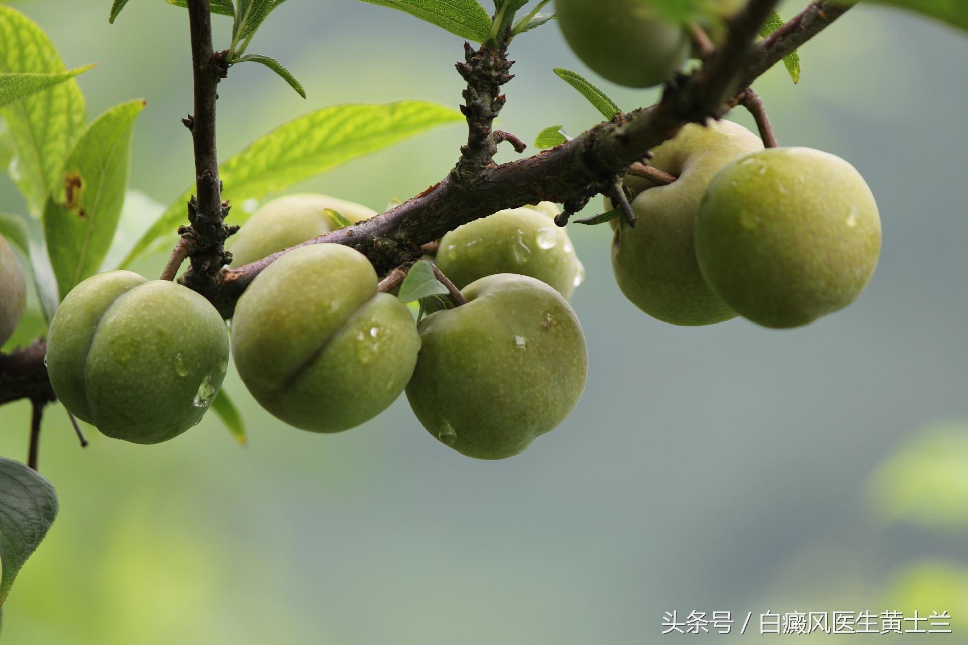 李子的功效和作用，李子的功效和作用孕妇（没想到身体居然发生了这样的变化）