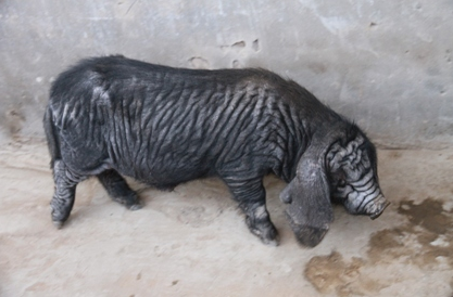 广东大花白猪和蓝塘猪哪个肉质好，盘点中国各省地方猪品种