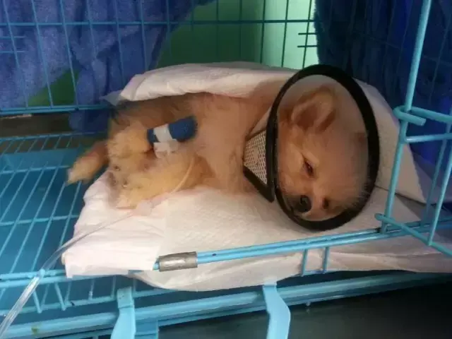 狗狗拉肚子怎么办，狗狗腹泻怎么办（狗狗拉稀的7大常见原因及治疗方法）