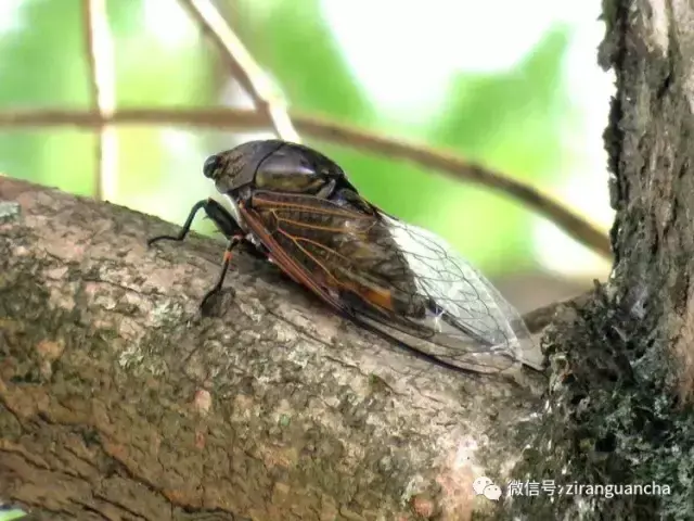 劈叉的正确姿势，怎样练劈叉既快又有效教程（这个八字劈叉的姿势）