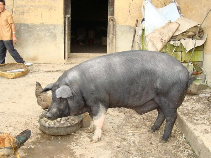 广东大花白猪和蓝塘猪哪个肉质好，盘点中国各省地方猪品种
