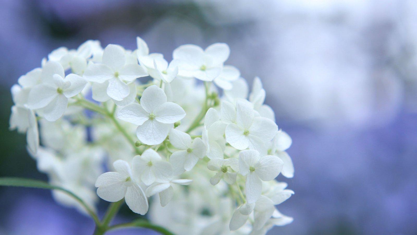 如何布置桃花运风水 桃花运风水怎么摆