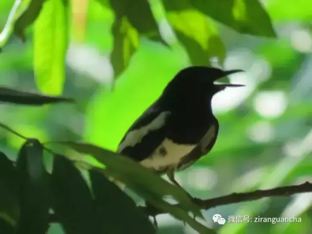 劈叉的正确姿势，怎样练劈叉既快又有效教程（这个八字劈叉的姿势）