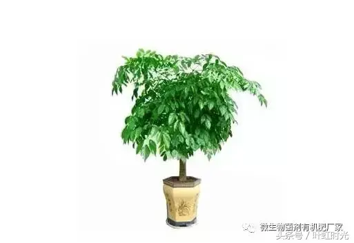 幸福树的养殖方法和注意事项，幸福树的养殖方法（幸福树的养殖方法和注意事项）