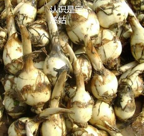 茨菇怎么吃化肿瘤，茨菇吃了血糖高吗（来盘败火消炎的慈姑小炒改善改善）