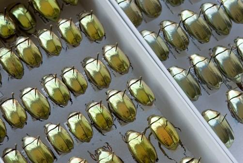 石蚕图片 水中,石蚕图片(看看那些穿金戴银的昆虫们)