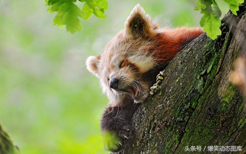 浣熊怎么读，最美高清美图