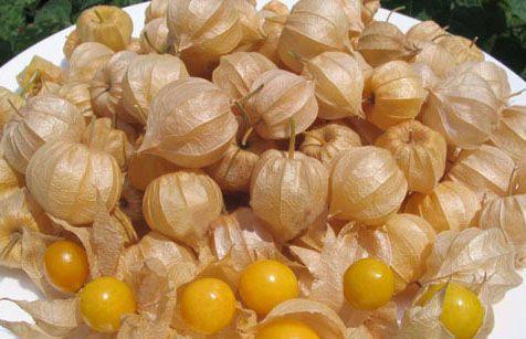 农村到处可见的野果子 城里人把 花姑娘水果图片和吃法(花姑娘水