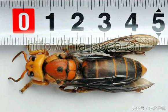 什么品种的大黑蜂最好，大黑蜂长什么样子（饲养蜜蜂：常见胡蜂种类）