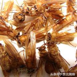 什么品种的大黑蜂最好，大黑蜂长什么样子（饲养蜜蜂：常见胡蜂种类）