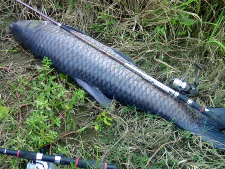 青鱼刺多不多，青鱼刺多吗（鱼种专攻详解之青鱼）