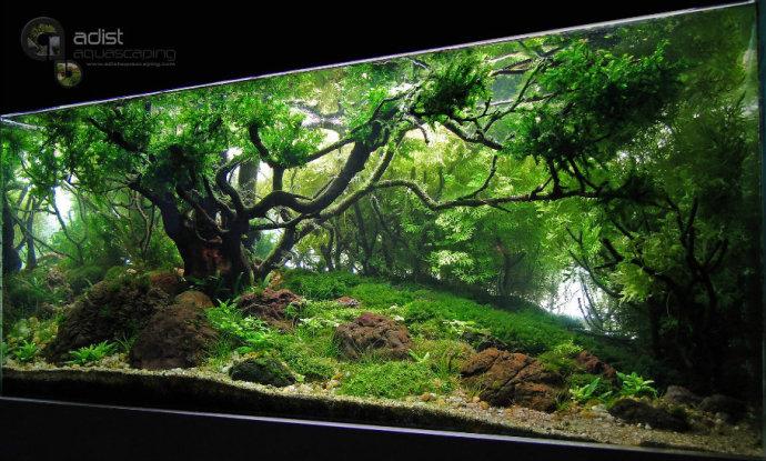 彩裙鱼老死怎么回事，彩裙鱼突然死了（小编给你聊七种常见死因和避免方式）