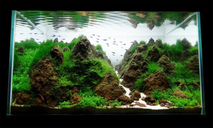 彩裙鱼老死怎么回事，彩裙鱼突然死了（小编给你聊七种常见死因和避免方式）